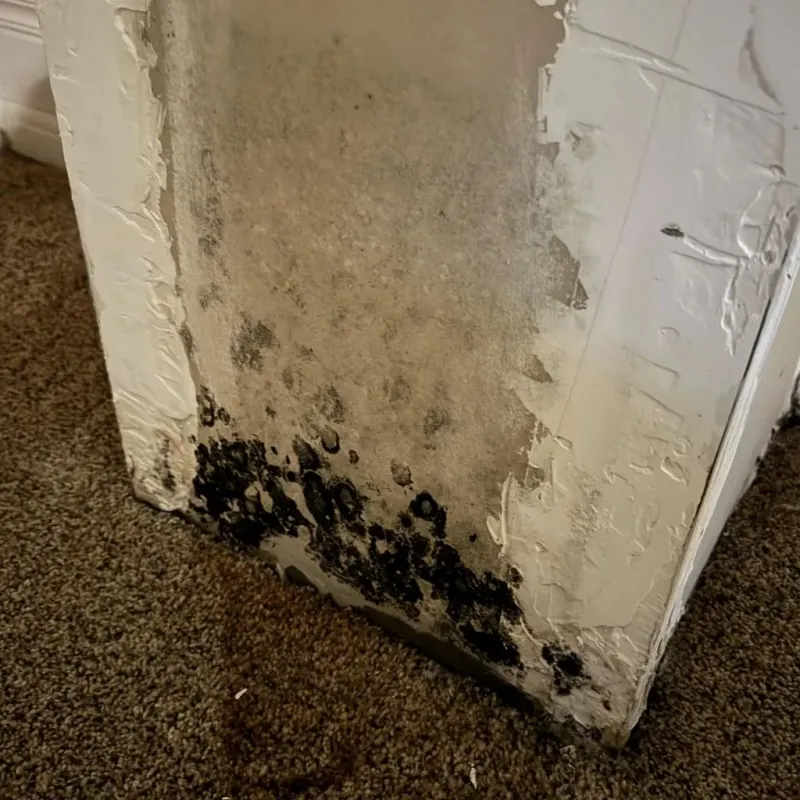 Professional Mold Removal in Union City, MI